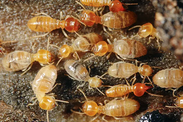 termite-control-service-img